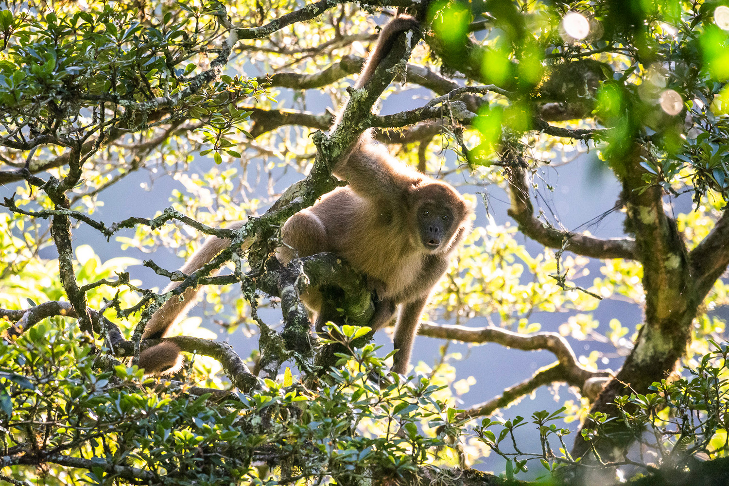 foto-muriqui