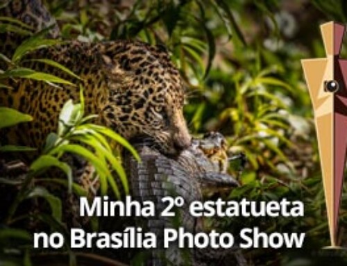 Primeiro lugar no Brasilia Photo Show 2022!