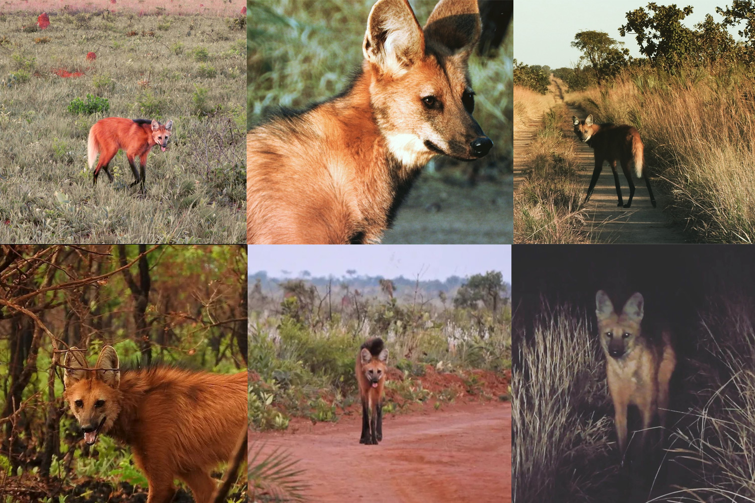 lobos
